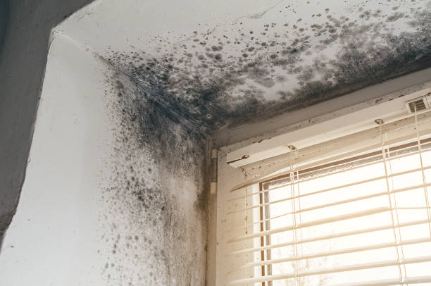 Affordable Mold Cleanup solutions in Fulton, MD